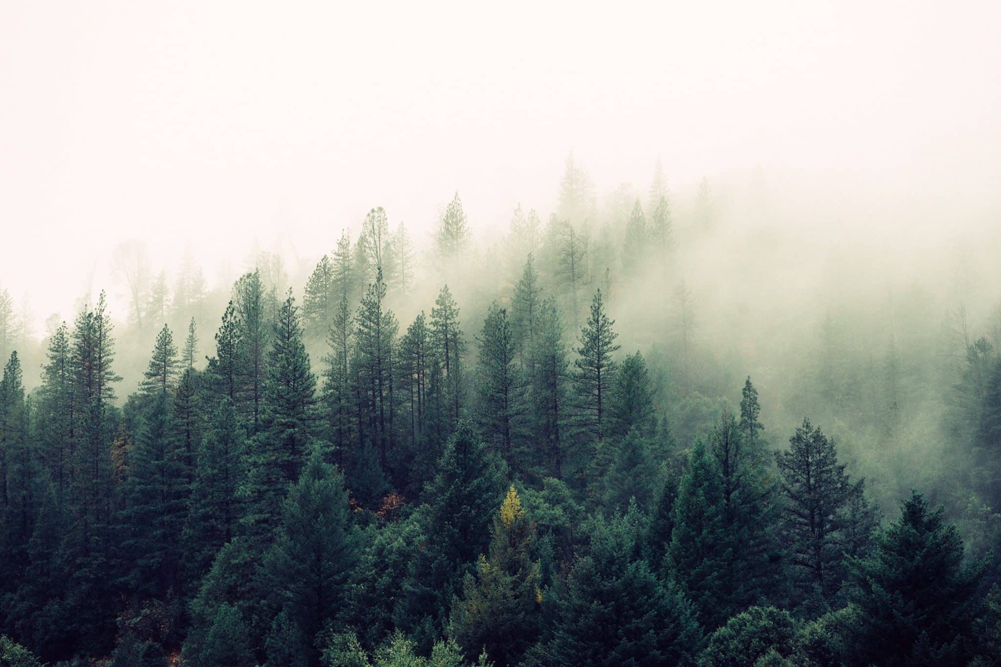nature-forest-trees-fog (1)
